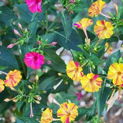 Bella di Notte (four o'clocks) by the side of the road