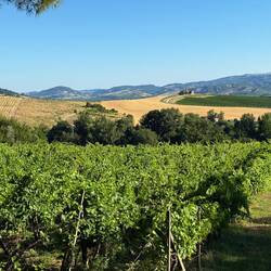 The scenery here rivals that in Tuscany!