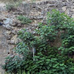 13th century aqueduct with fig tree