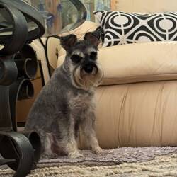 Millie, unsere Hundefreundin in Hervey Bay