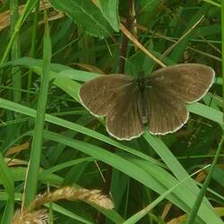 Ringlet Butterfly