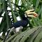Oriental Hornbill