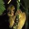 Western Tarsier