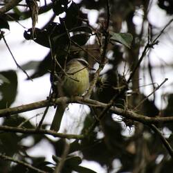 Golden-bellied Flycatcher