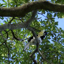 Der missglückte Hormbill