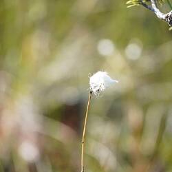 Schmalblättriges Wollgras