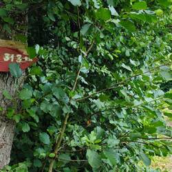 Nur noch 313 km bis nach Trier 🙃