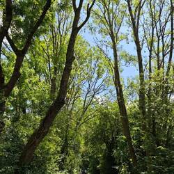 Vennbahnweg ... die ersten Radfahrer überholen mich.