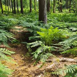 Weg durch Farne zwischen Rott und Struffelt