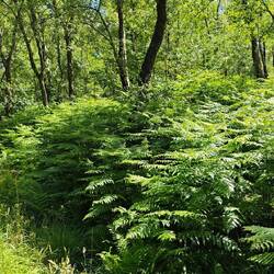 Riesige Farne am Wegesrand