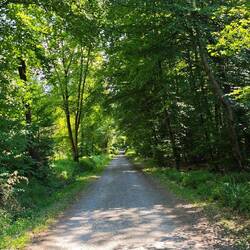 Breite, fast kerzengerade Wege zwischen Kitzenhaus und Rott ... nicht Jedermann's Sache 🫣