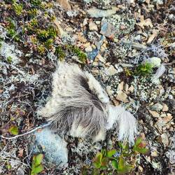 Das scheint Fell zu sein