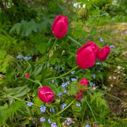 Tulpen im Juni
