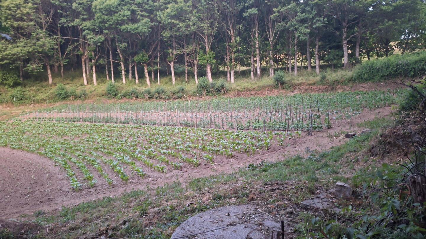 Now that's an impressive vege garden, halfway up a huge hill