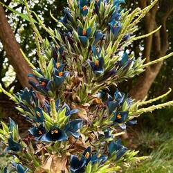 Sapphire tower, Puya alpestris (Chile) der Blütenstand ist grösser als ich
