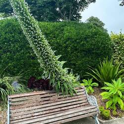 Gefährliche Bank im Darwin Garden in Falmouth
