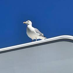 Wir stehen unter Beobachtung 👀