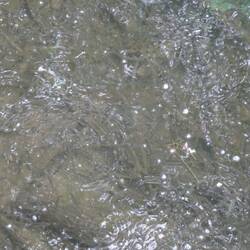Ein Gewusel im warmen Oberflächenwasser; auf ca. 10m2 tummeln sich zahlreiche kleine Fische