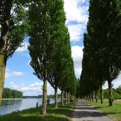 Pappelallee Insel Rott