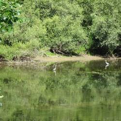 Zahlreiche Graureiher stehen im oder am Wasser