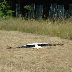Ein anfliegender Storch auf Nahrungssuche