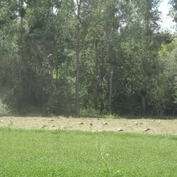 Eine Wiese voller Störche. Ein Landwirt wendet gerade das Heu