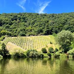 Ein Herz! https://www.weingut-des-herzens.de/ bei Neumagen-Dhron