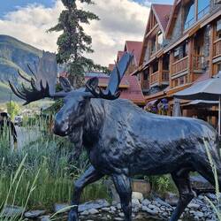 A moose statue outside the moose hotel in Banf