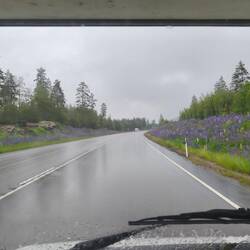 Regnerische Fährt mit wunderschönen Lupinen