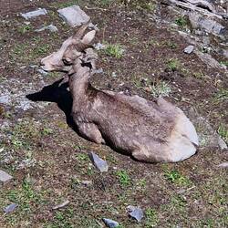Mountain goats