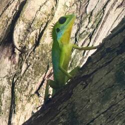 Lors des traversées des îles et des jungles, on pourra découvrir des animaux extraordinaires