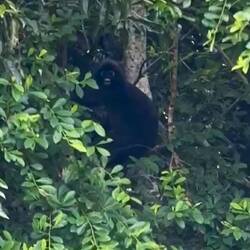 notamment des singes Semnopithèque obscur, un vrai privilège !