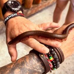 Mais aussi des mille pattes géants, sans oublier des moustiques et autres petites bêtes agréables 😅😂