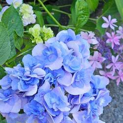 Passion hortensia (ma galerie est pleine de ça)