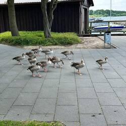 Die Goose-Gang von Steinhuder Meer🤣