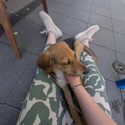 Got myself a new doggo