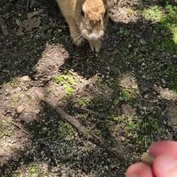 🐇