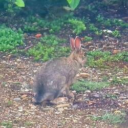 Ein Hasi, das vor dem Camper rumhopste