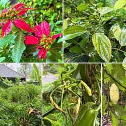 Weihnachtssterne, Pfeffer, Blüte der Vanilleschote & Kakaobohne