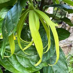 Ylang-Ylang Blüte