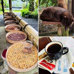 Kopi Luwak Kaffee