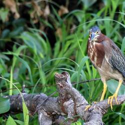Green heron.