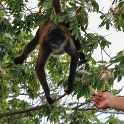 Questionable tourist attraction: feeding obese monkeys placed on an island...