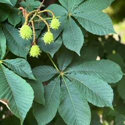 Horse chestnut, apparently. I immediately think of Mr. Darcy talking about the horse chestnut tree.