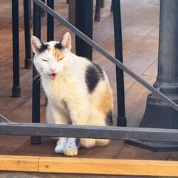 Understudy in this morning's opera, I'm told.