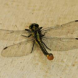 Besucher im Boot: Keiljungfer