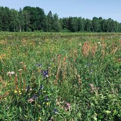 Einfach schöne Wiesen