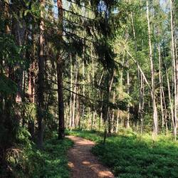 Zurück geht es durch den Wald