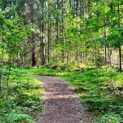 Anfangs durch Wald ...
