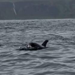 White-beaked dolphin